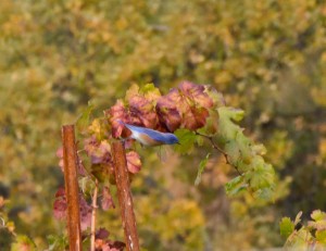 2nd Place, Tie, 2011 Photo Contest